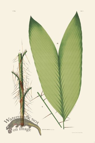 (image for) Rodrigues Palm Front 017