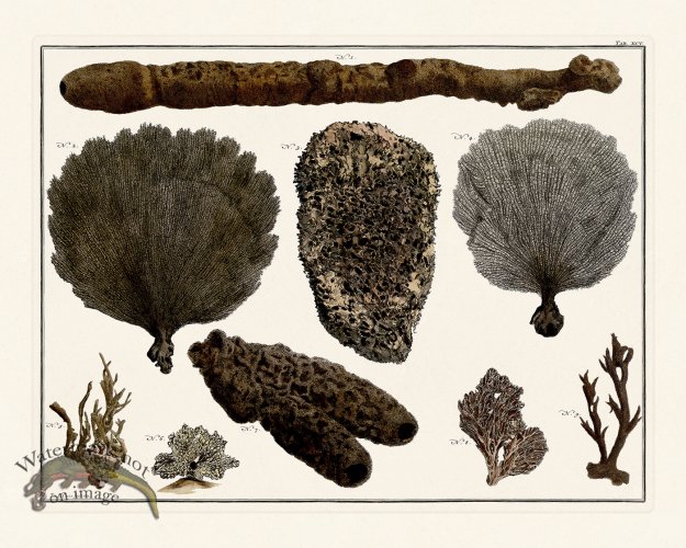 (image for) Seba B2 095 Coral