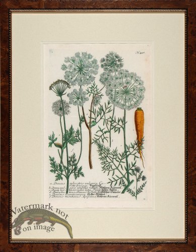 (image for) Weinmann Burl with Gold DM 05