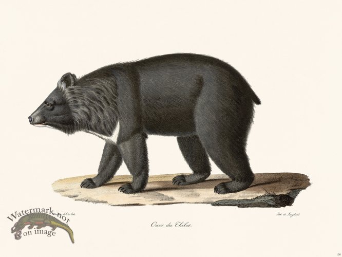 (image for) Cuvier 130 Bear Of Tibet