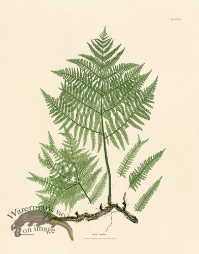 (image for) Bradbury Fern 28