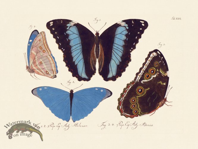 (image for) Jablonsky Butterfly 026