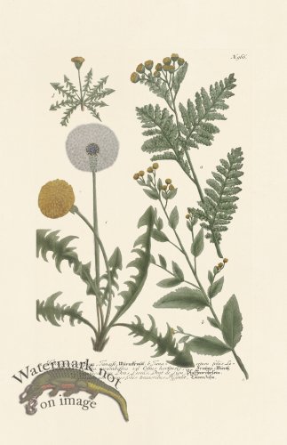 (image for) Weinmann PL 966