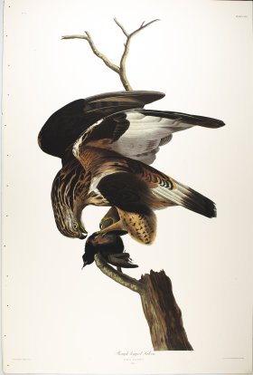 Rough-legged Falcon