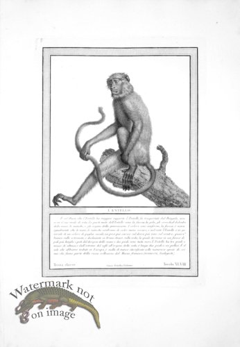 (image for) The_Monkeys_05