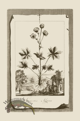 (image for) Abraham Munting 111