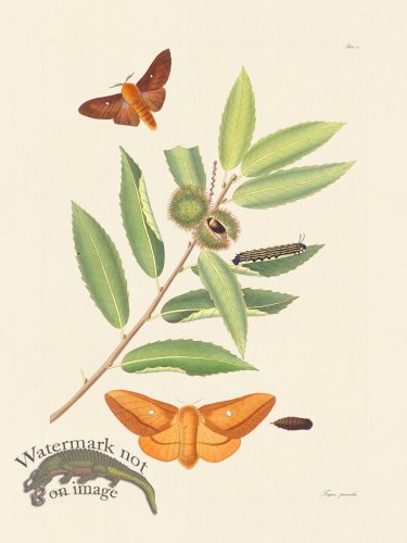 (image for) Abbot Butterfly 057