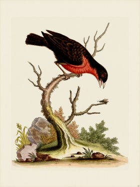 Edwards 082 Greater Bull-Finch