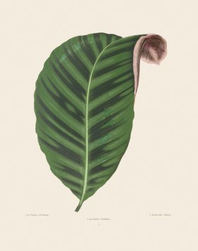 Lowe Leaves 001
