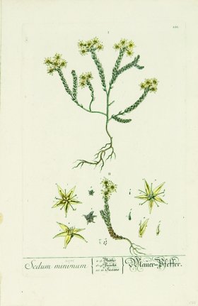 Blackwell German 264