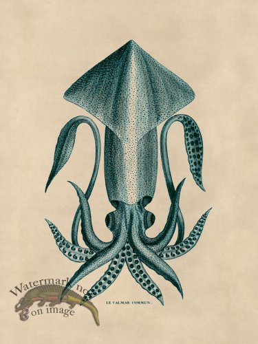 (image for) Octopus Teal 36
