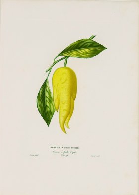 Poiteau Citrus 19