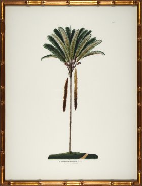 Palm trees in Gold Bamboo 05