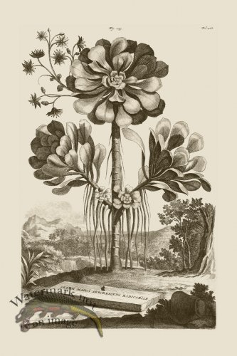 (image for) Abraham Munting 129