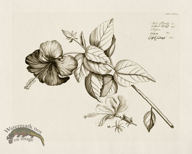 (image for) HORTUS VOl 06 43