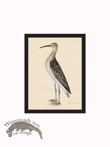 (image for) Rudbeck CFA_BF 207