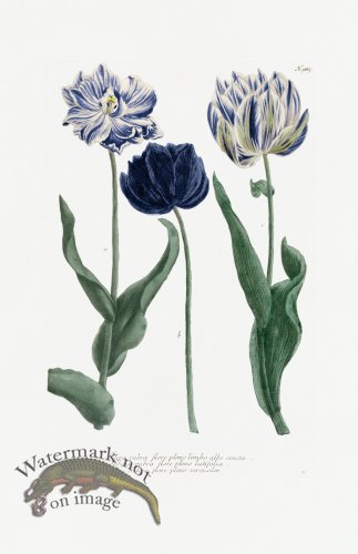 (image for) Blue Weinmann Pl 985