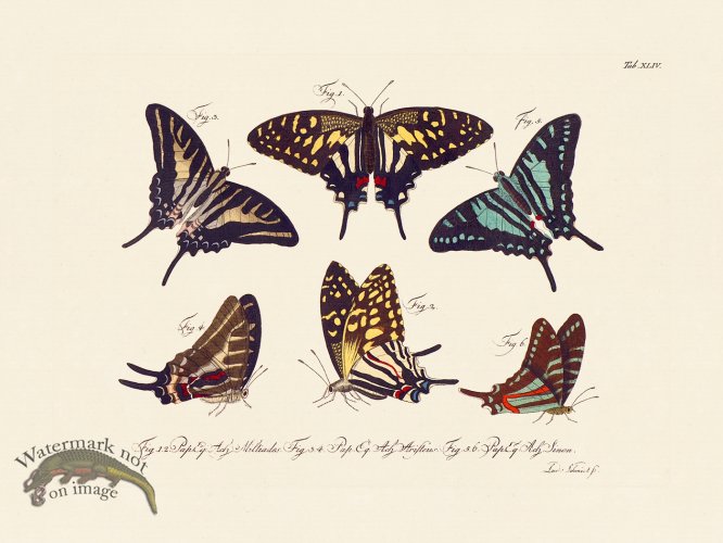 (image for) Jablonsky Butterfly 044