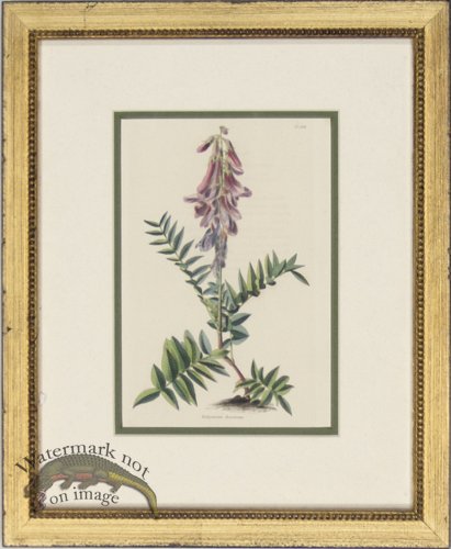 (image for) Loddiges DGF 01