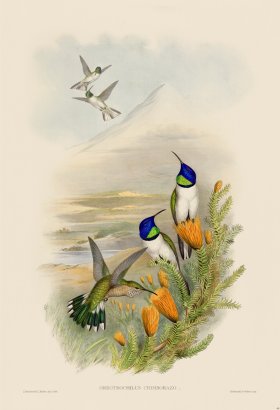 Gould Hummingbird 068