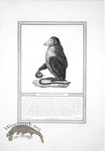 (image for) The_Monkeys_36