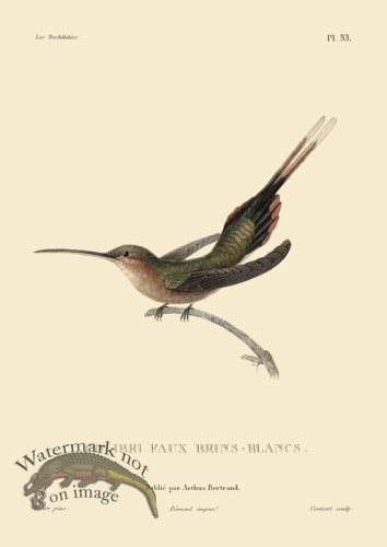 (image for) Humming Bird 53