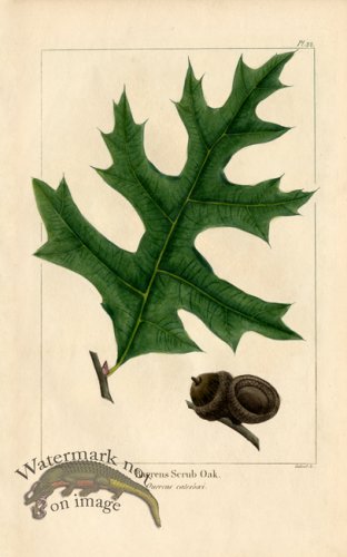 (image for) Barrens Scrub Oak