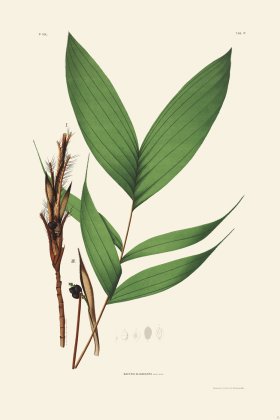 Rodrigues Palm Front 031