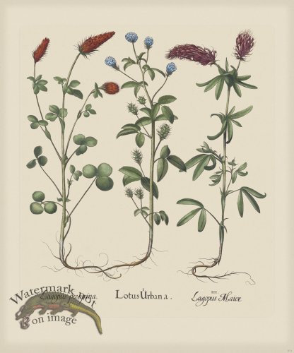 (image for) Besler 271 Colored B2