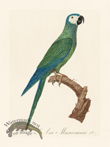 (image for) Barraband Parrot 007