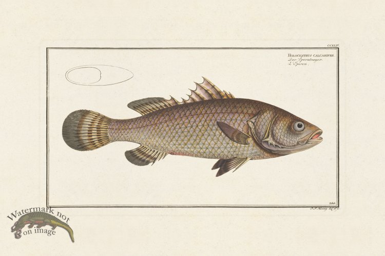 (image for) BLOCH FISH 244