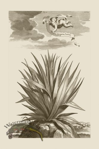 (image for) Abraham Munting 094