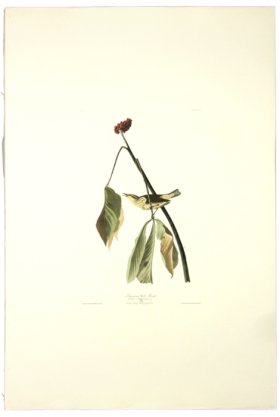 Louisiana Water-Thrush