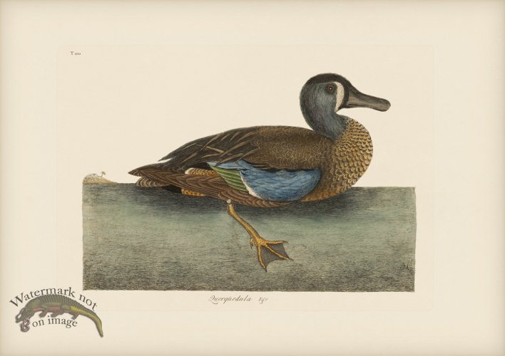 (image for) 100 White Face Teal