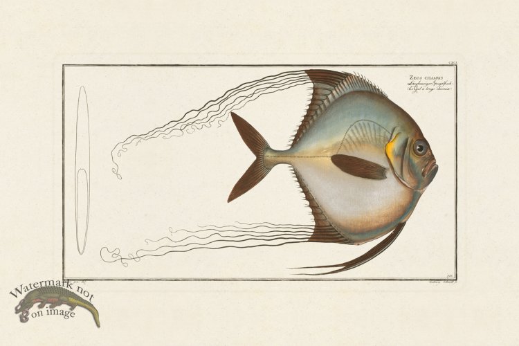 (image for) BLOCH FISH 191