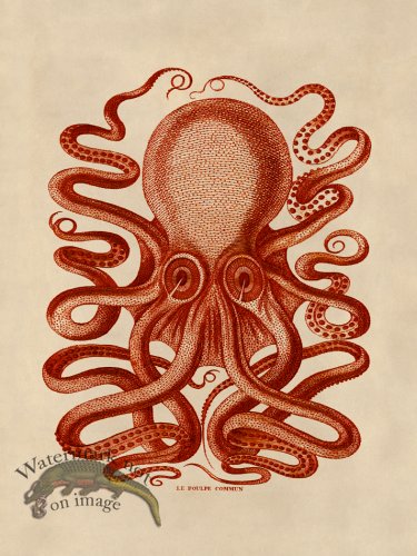 (image for) Octopus Orange 31