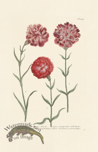 (image for) Weinmann PL 335