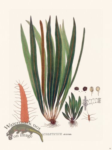 (image for) Ferns of Brazil 36