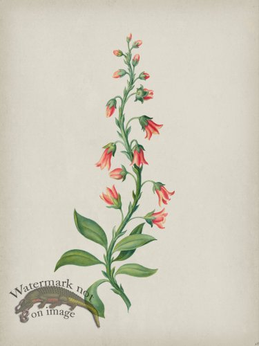 (image for) Andean Botanicals 028