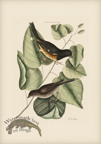 034 Towhe and Cowpen