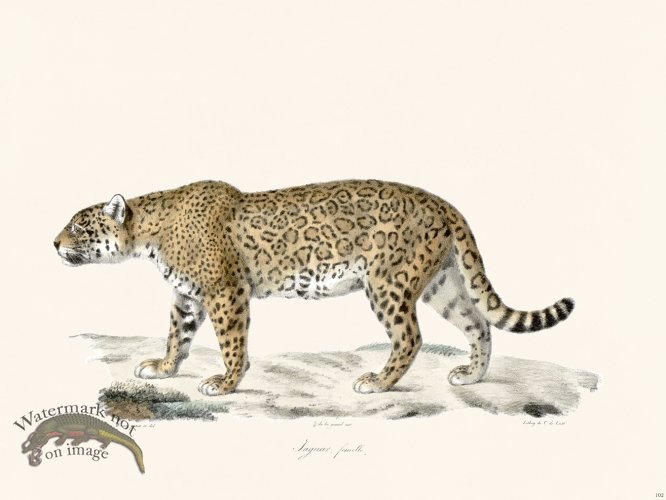 (image for) Cuvier 102 Female Jaguar