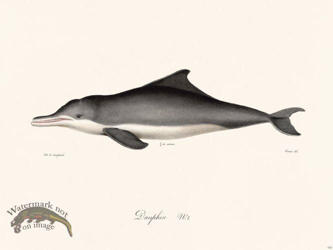 (image for) Cuvier 420 Dauphin N 1