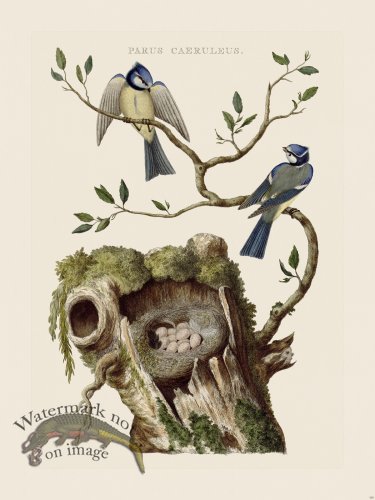 (image for) Nozeman Bird 165