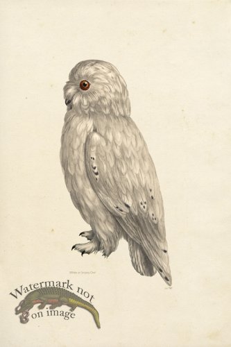 (image for) KO 22 Snowy Owl