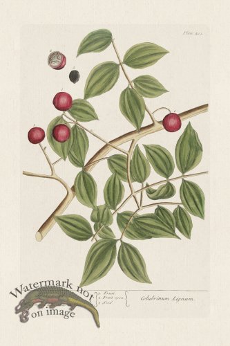 (image for) BEE 403 Snakewood