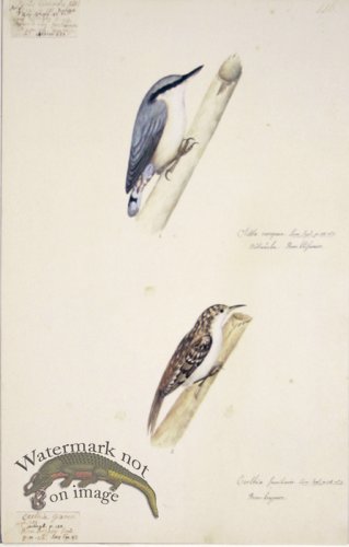 (image for) 116 Swedish Birds . Certhia Familiaris . Treecreeper