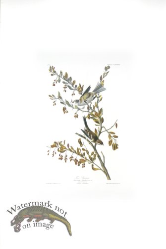 (image for) Tree Sparrow