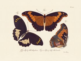 Jablonsky Butterfly 034