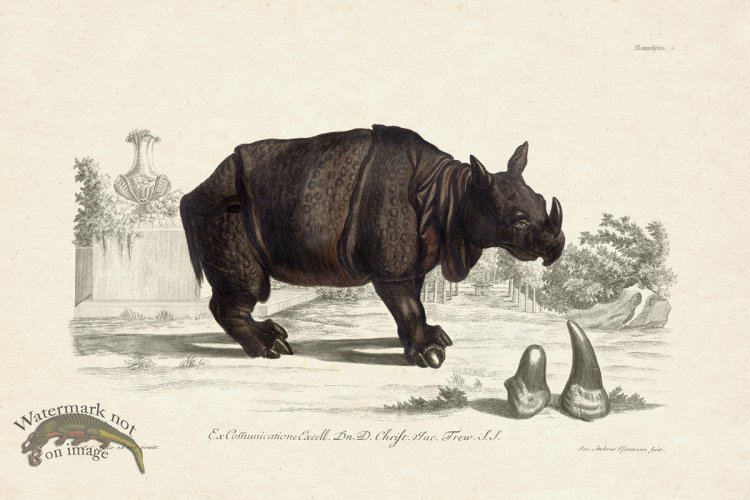 (image for) FNH 05 Rhinoceros