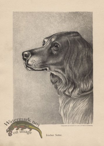(image for) 1890s Dogs 27